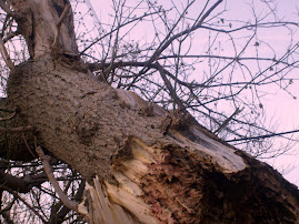 The journey to the Stump
