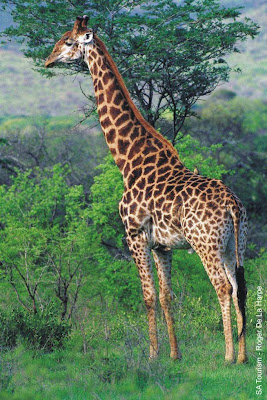 there is a giraffe cam at