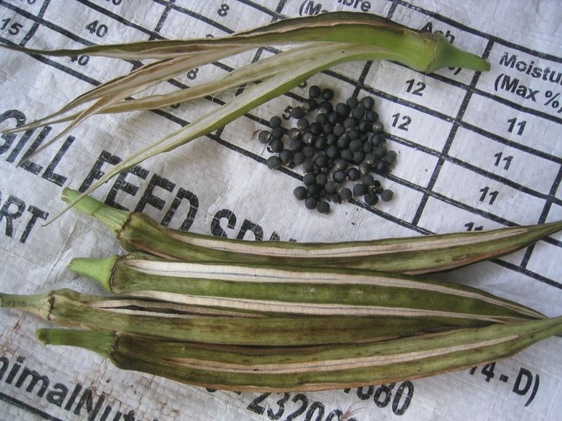 Affnan's Aquaponics Bendi Okra