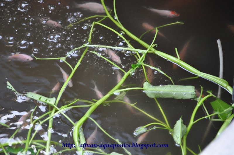 Affnan's Aquaponics Kangkong Water Spinach