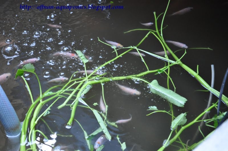 Affnan's Aquaponics Kangkong Water Spinach