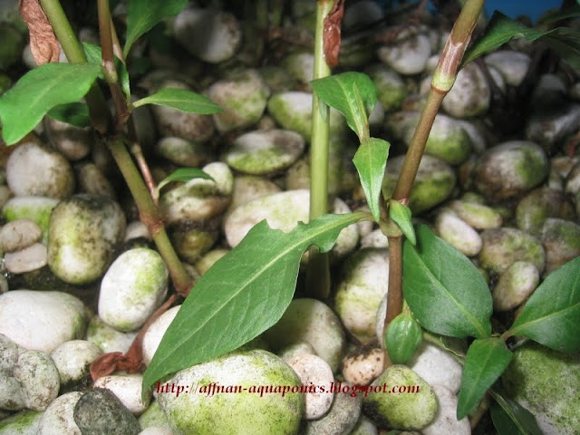 from matured plants about laksa plant. from matured plants about
