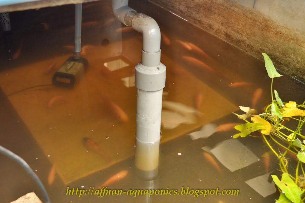 Affnan's Aquaponics Aeration Trying to get the most from siphon