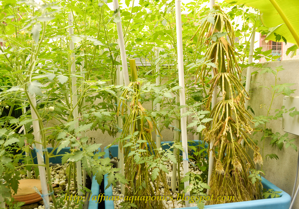 complete my article on Maize in Aquaponics. Now I have to start new