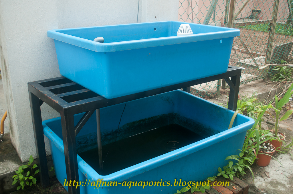Affnan's Aquaponics Tilapia Breeding Part II