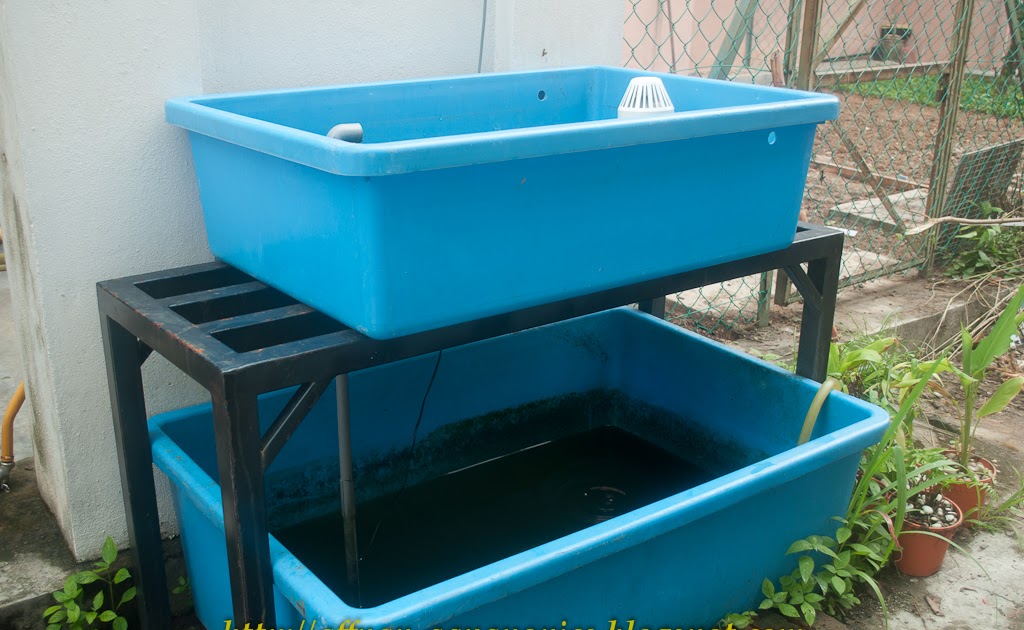 Affnan's Aquaponics Tilapia Breeding Part II