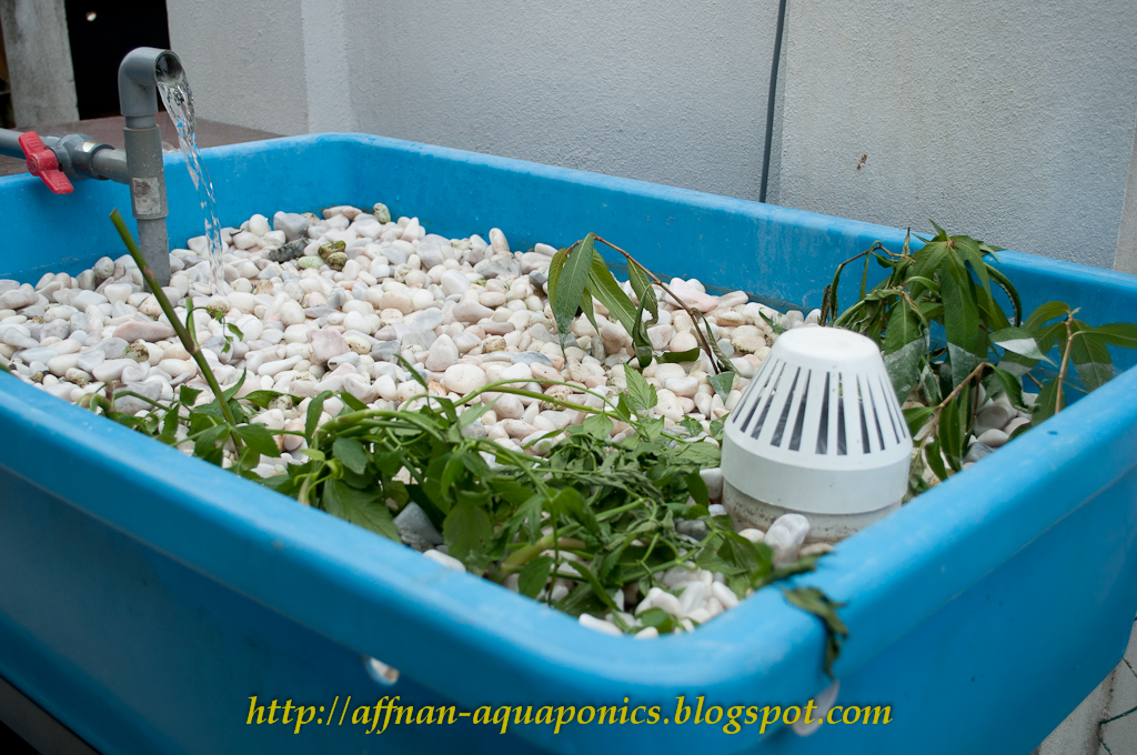 Affnan's Aquaponics Tilapia Breeding The New Set Part II