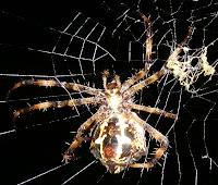 Seekor laba-laba sedang mengambil mangsa yang terperangkap - Kenapa Laba-Laba Tidak Terjebak Dalam Sarangnya, Sementara yang Lain Bisa Terperangkap? - www.simbya.blogspot.com