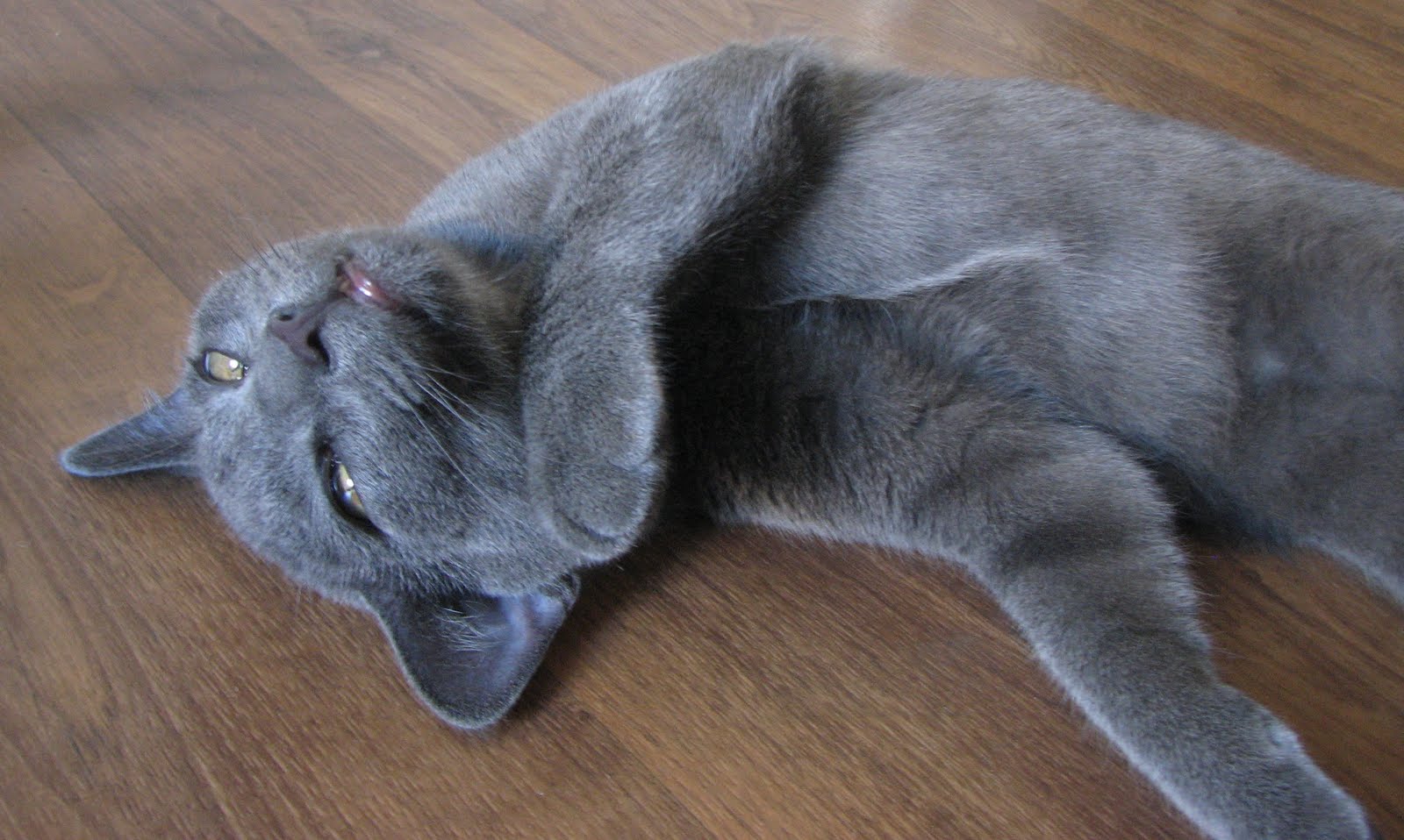 [Home+@Sunnyvale+-+Aug+09+017-1.jpg]