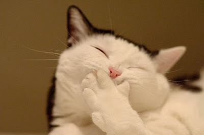 Funny Cat, Lawak