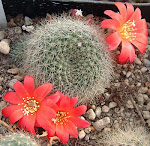 Rebutia