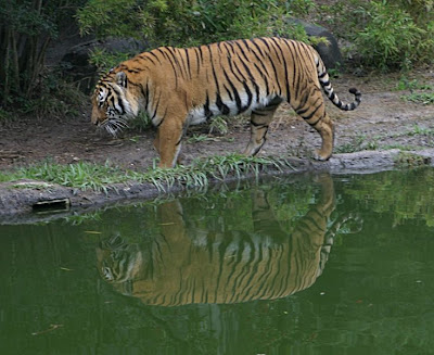 Tiger Tiger