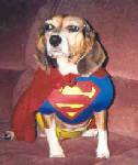 Tiny -- the Superdog!