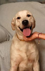 Maxi -- a lost dog rescued in Prague