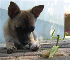 dog vs. kung fu