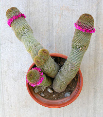 lovely cacti, eh??