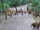 [Iguazu+critters.jpg]