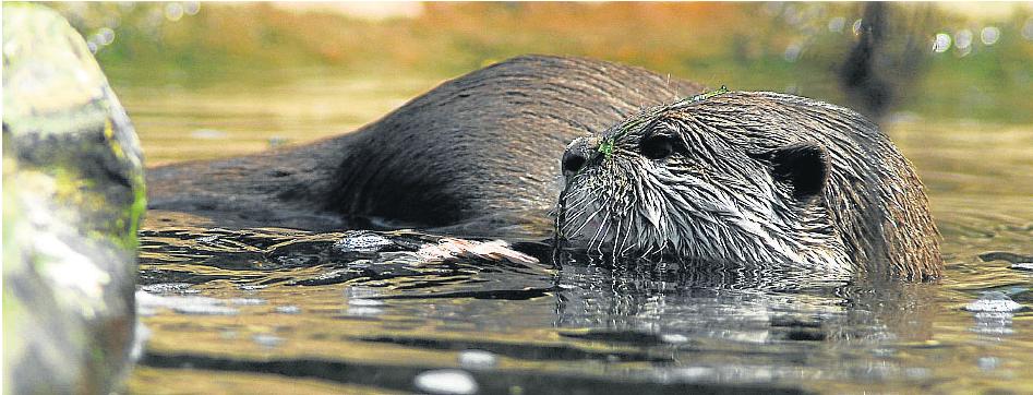 [pitarque+3+nutria.jpg]
