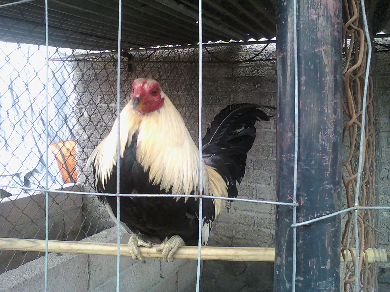 Gallos giros de pelea Imagui