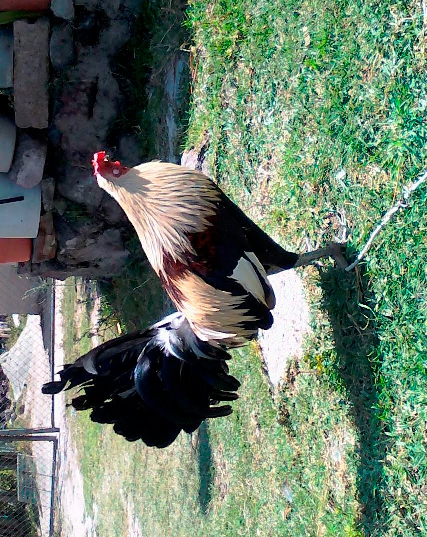 Peleas de gallos Gallos giros 1
