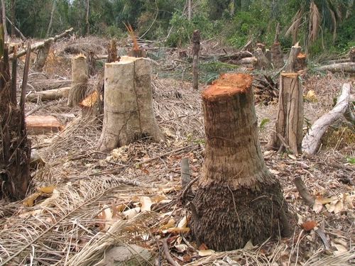 essay on deforestation in india Hindi essay on deforestation essay on hindi at present day hindi is national language in india and urdu is national language of pakistan and i. essay on deforestation in india Hindi essay on deforestation essay on hindi at present day hindi is national language in india and urdu is national language of pakistan and i.