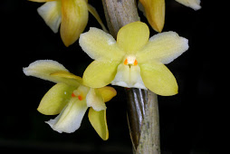 DENDROBIUM CINERIUM