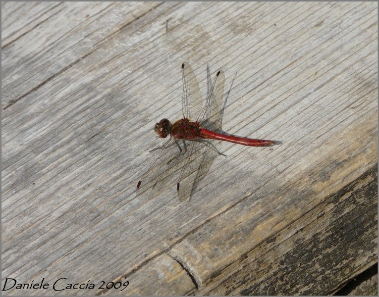 [Libellula2.jpg]