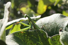 Garden Ally