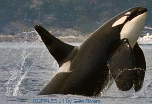 J1 Orca