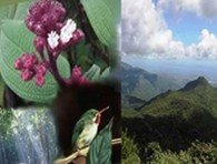 ANTES DEL 7 DE JULIO ¡VOTA POR EL YUNQUE EN CAMPAÑA NUEVAS 7 MARAVILLAS NATURALES!