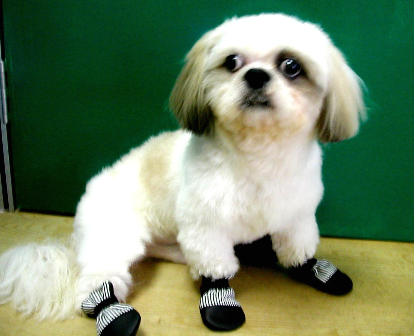 Dog Booties Pattern Interesting Design Inspiration Dog Booties Pattern Interesting Design Inspiration