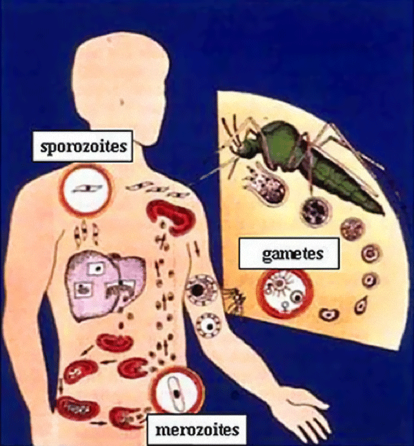 http://4.bp.blogspot.com/_kpEBNCyaQl8/S8XhY3p58xI/AAAAAAAAAAU/kjBCJnlkbR0/s1600/malaria-lifecycle.gif