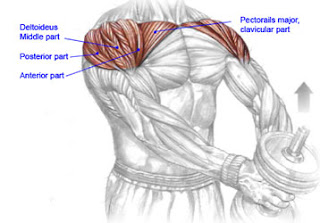One Dumbbell Front Raise