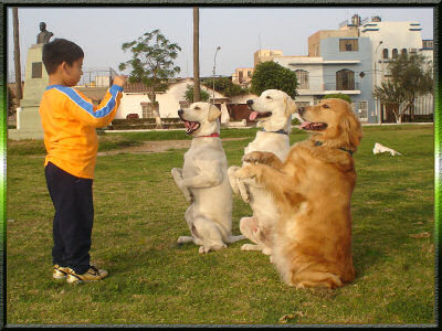 WW TODO PERRO COM ww todo perro com: