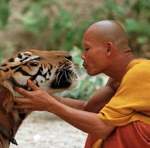 Buddhism And Animals