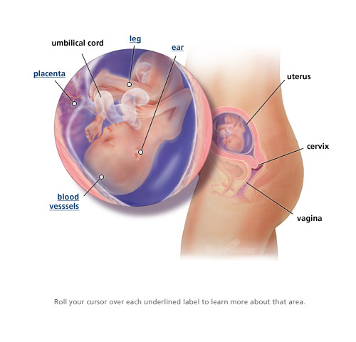 hair Baby-in-Womb images of images of babies in the womb. hair Baby-in-Womb images of