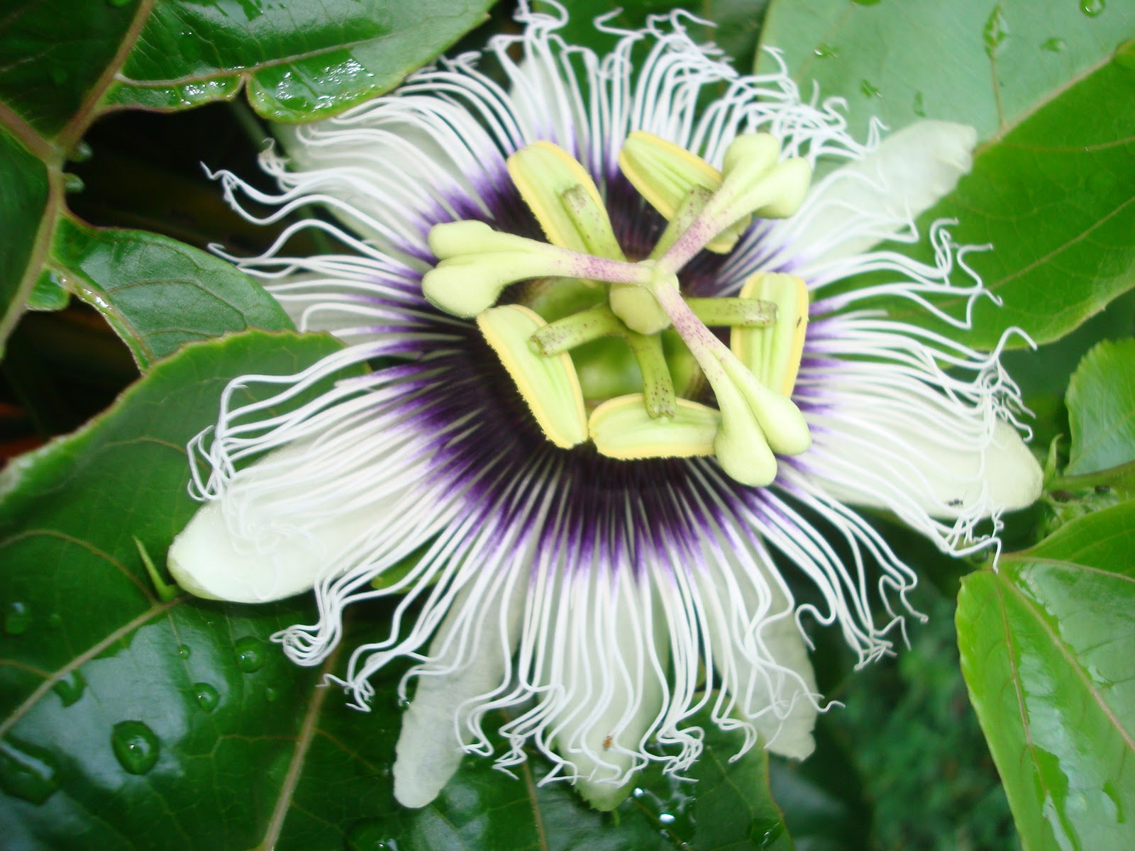 Dirty Fingernails 808 A Passion for Lilikoi