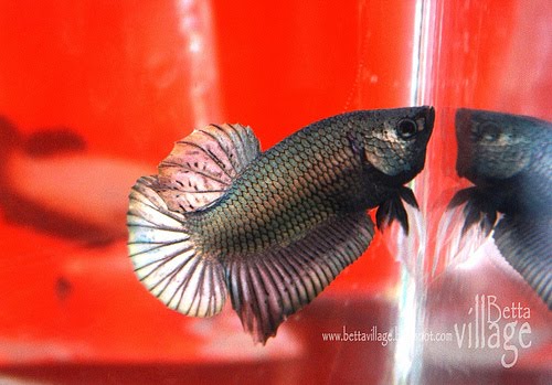 Lukisan Ikan Laga