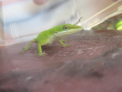 Green Anole Lizard