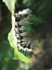 FIrst Caterpillar Collected Since Earthwatch