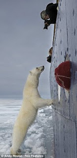 Polar bear visiting tourist ship off Svalbard