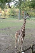 giraffe