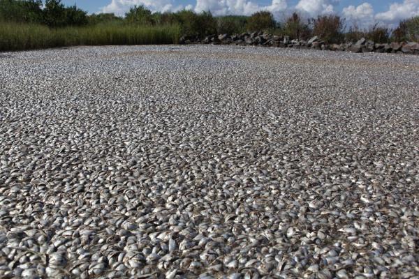 Massive fish kill reported in Louisiana yahoo! Massive fish kill reported in Louisiana yahoo!