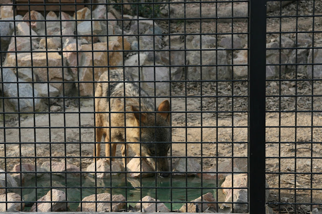 de zoo