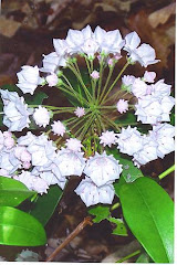 Pennsylvania State Flower - Mountain Laurel