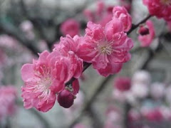 Deleware State Flower - Peach Blossom