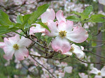 Virginia State Flower - Flowering Dogwood