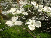 North Carolina State Flower - Flowering Dogwood