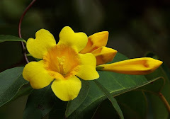 South Carolina State Flower - Yellow Jessamine