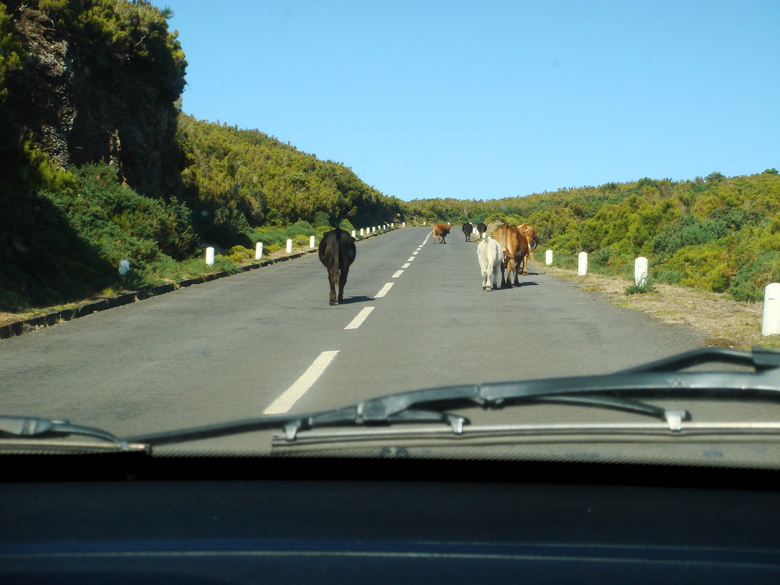 [126_Paul_da_Serra_2008.JPG]